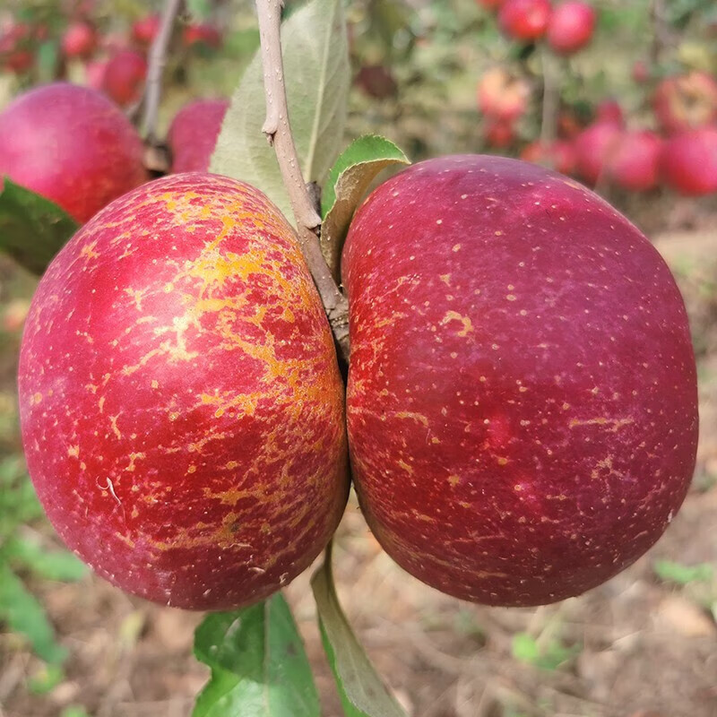 Jingmi Sichuan Daliangshan Ugly Apple 4.5kg, single fruit 80mm + fresh fruit apple, straight from the source