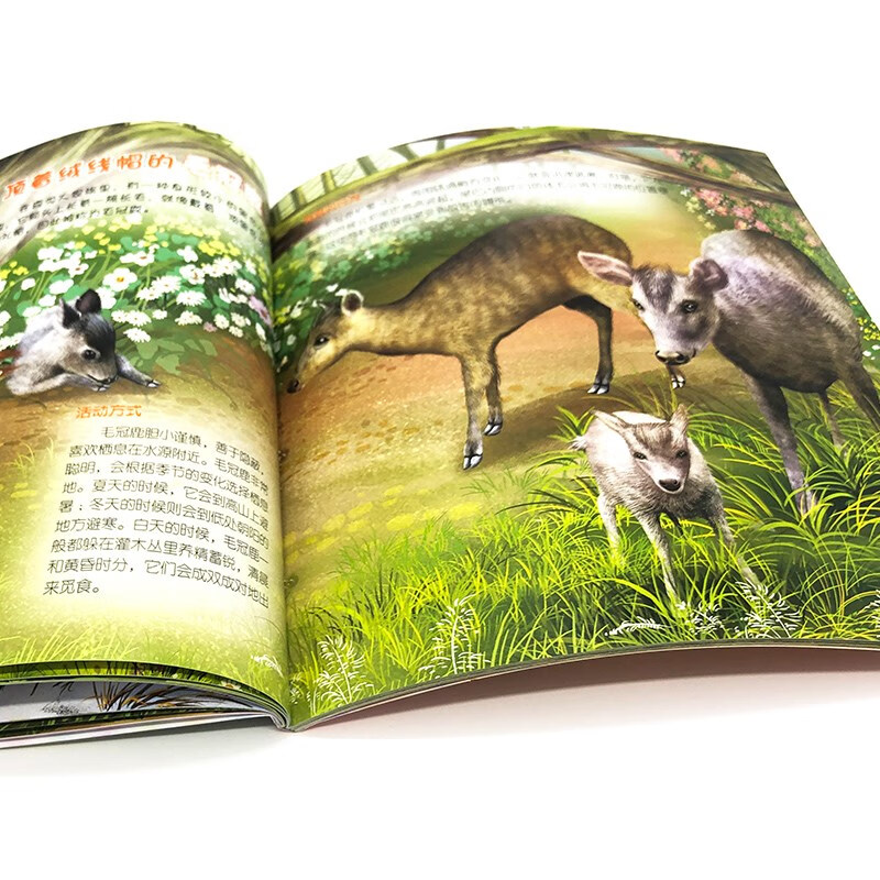 3-6 years old Children's Eyes on the World Science Museum Forest Animals