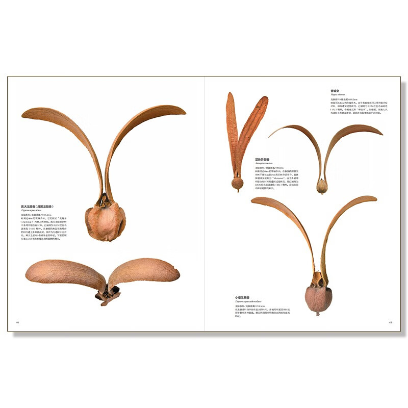 Infinitely Xiaoliang recommends an illustrated book of incredible fruit seeds in the world (free seed crystal pendant)