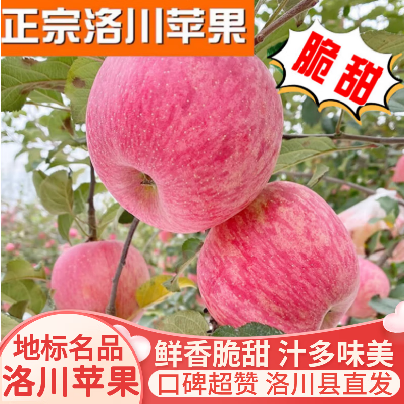 Luochuan Apple, Shaanxi Yan'an specialty Red Fuji seasonal apple fruit gift box, fresh apples, fresh, crispy and sweet, whole box wholesale, net weight 8.5 catties, 70-75mm color box, hot sale