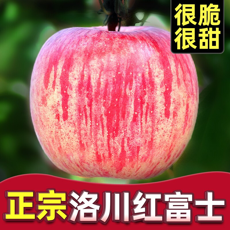Baoxiansheng Authentic Shaanxi Luochuan Apple Red Fuji Crisp, Sweet and Juicy Seasonal Fresh Fruit for Pregnant Women Whole Box of Fresh Ugly Apples 85-90mm with box 10 jins (net weight 8.8 jins)