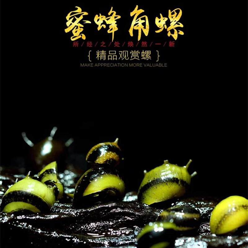 AIPHAROW bee horned snail aquatic plant tank powerful algae removal ornamental algae scraper horned snail activated bottom bed pet fresh water tool snail live killer snail 3 pieces