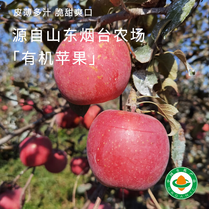 Organic Venus Red Fuji seasonal fruit fresh farm straight hair unwaxed Spring Festival gifts organic Venus apple 60-70mm (about 3 pounds of baby fruit)
