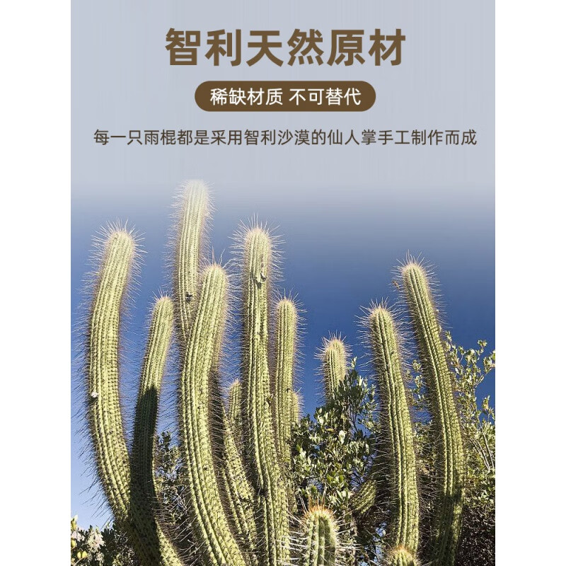 Fanmu Guo & De Rui Healing Rain Stick South America Chile De Rui Cactus Rain Maker Rain Sound Tube Ethnic Minor Instruments Fan Mu Guo Selected Thick Style D=5-8cm (Recommended) L=75cm