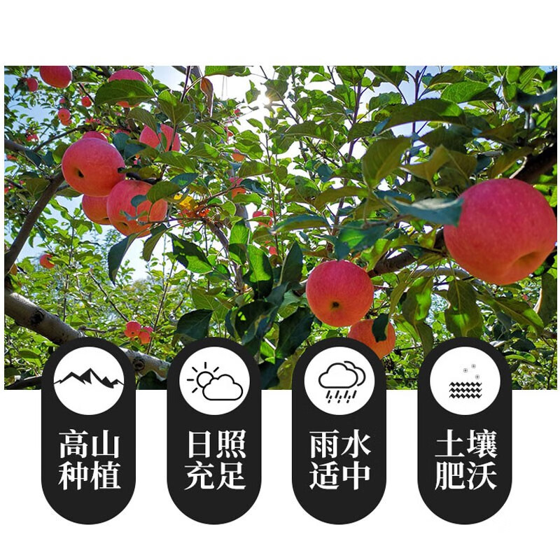 Jingning Apple SF Home Gansu Red Fuji Apple Fruit Fresh Seasonal Jingning Apple 10-12 Pieces 90-100mm Net Weight 8 Jin Strictly Selected Pack