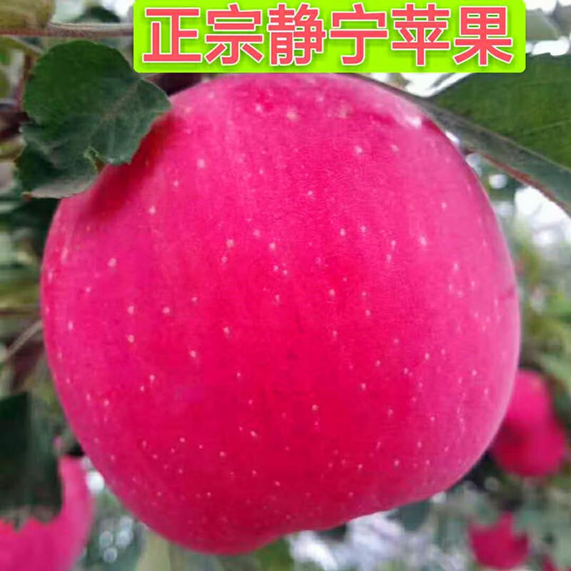 Longyuan Red SF Home Jingning Apple Gansu Red Fuji Apple Fresh Fruit for Pregnant Women Directly from the Source with Free Shipping Strictly Selected by Supermarkets | 10 Jin 76-85mm Net Weight 8.5 Jin Medium Fruit