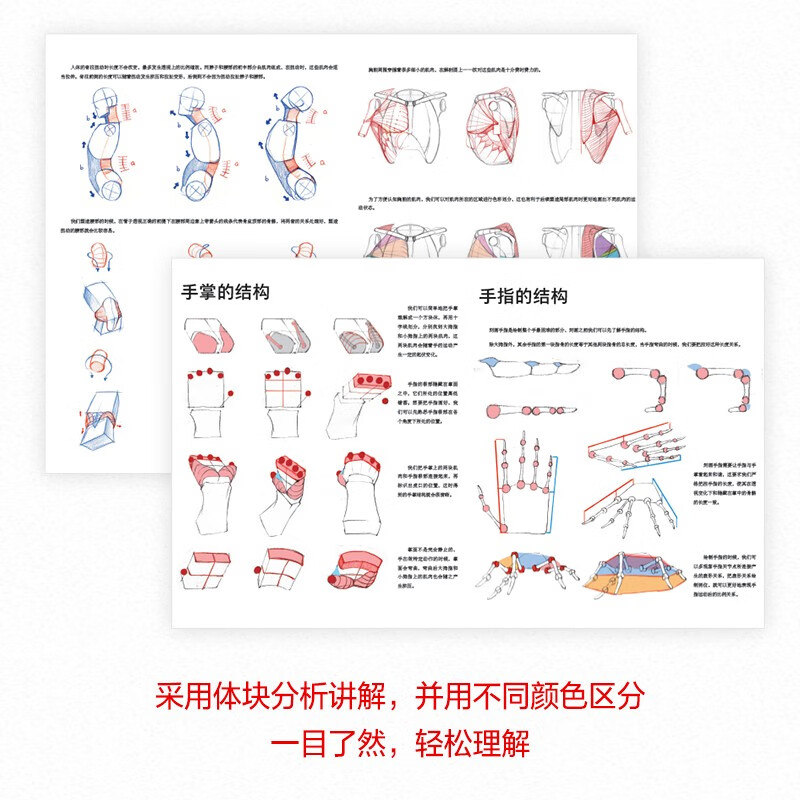 Principles of human body structure and painting teaching Xiao Weichun A zero-based introduction to human body structure modeling painting Free human body dynamic poster + video