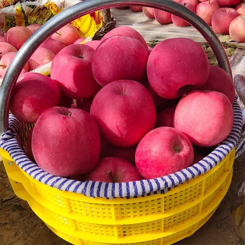 Longyuan Red SF Home Jingning Apple Gansu Red Fuji Apple Fresh Fruit for Pregnant Women Directly from the Source with Free Shipping Strictly Selected by Supermarkets | 10 Jin 76-85mm Net Weight 8.5 Jin Medium Fruit