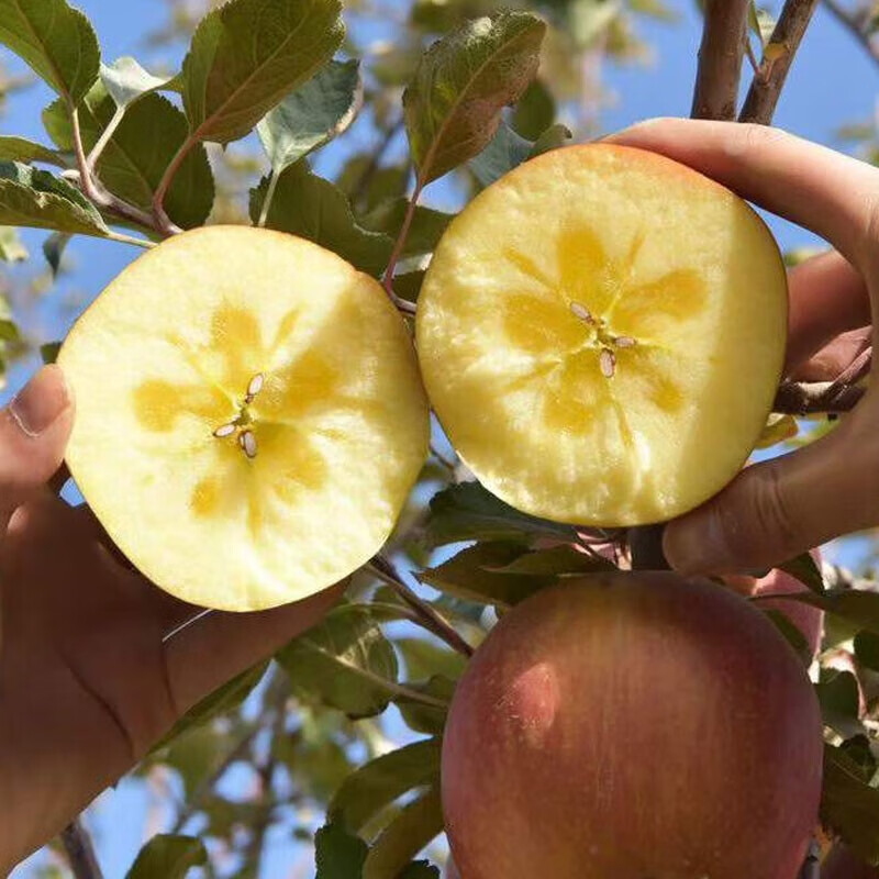 Authentic Xinjiang Rock Candy Heart Apple Seasonal Fresh Fruit Red Fuji Crisp Sweet Ugly Apple New Year Gift Whole Box 10 Jin Single Fruit 80-90mm Net Weight 8.5 Jin+