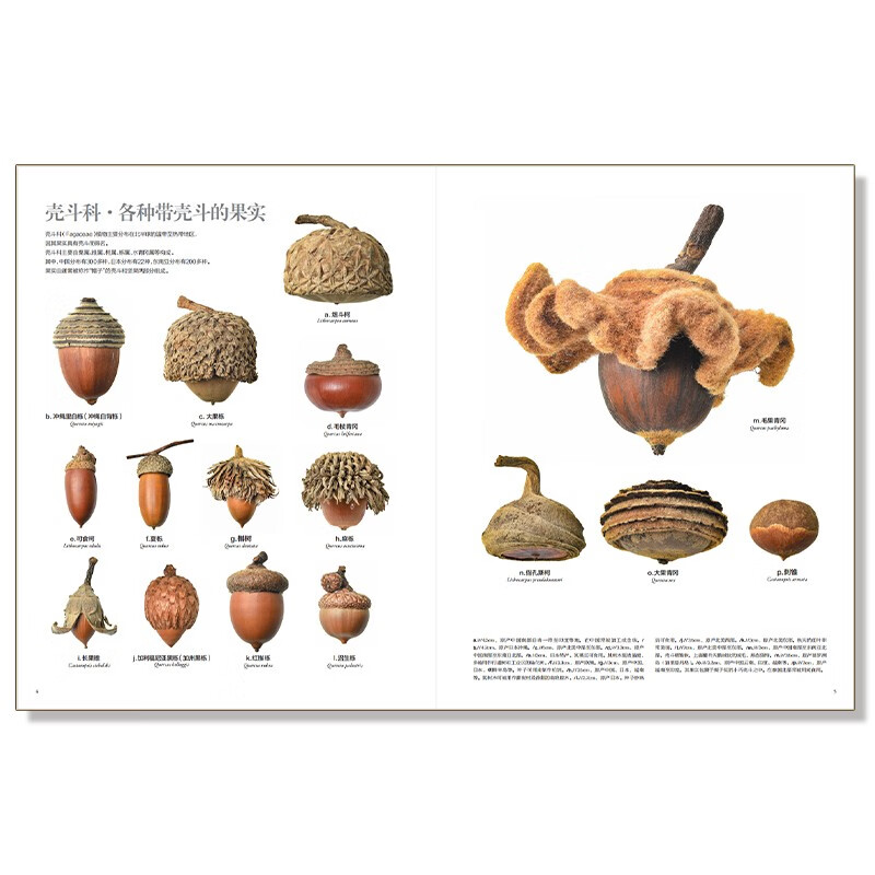 Infinitely Xiaoliang recommends an illustrated book of incredible fruit seeds in the world (free seed crystal pendant)