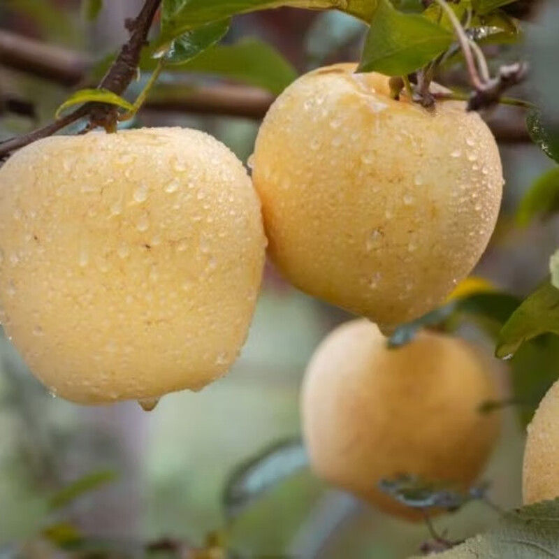 Organic Venus Red Fuji seasonal fruit fresh farm straight hair unwaxed Spring Festival gifts organic Venus apple 60-70mm (about 3 pounds of baby fruit)