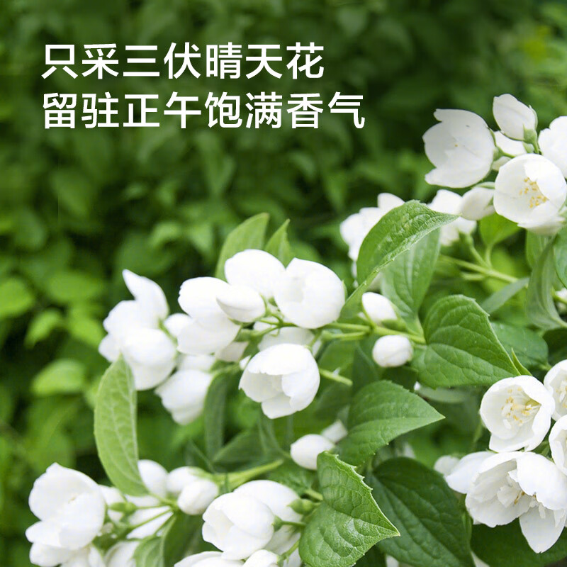 Made in Jingdong, fragrant jasmine tea, snow-scented spring tea, Guangxi Hengxian large can 200g tea for your own consumption Jingdong self-operated