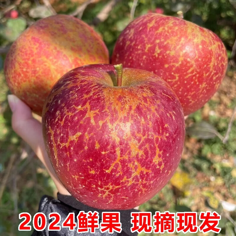 Jingmi Sichuan Daliangshan Ugly Apple, 8 pounds net, single fruit 80mm+, fresh fruit rock candy heart apple, straight from the source