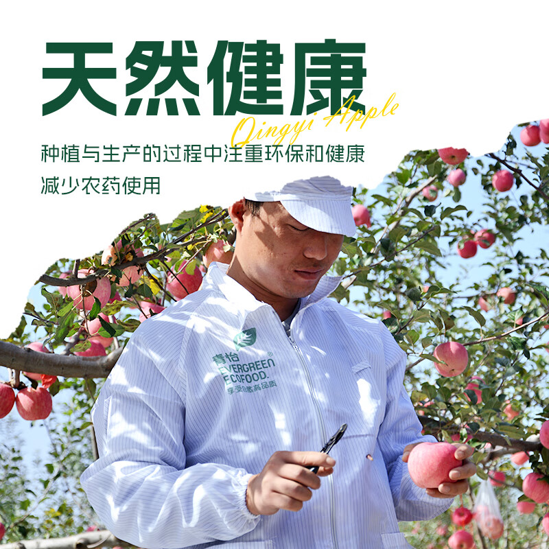 Qingyi Shaanxi specialty Luochuan Red Fuji seasonal apple fresh fruit gift box free shipping direct from the source 11 catties large fruit 210g+