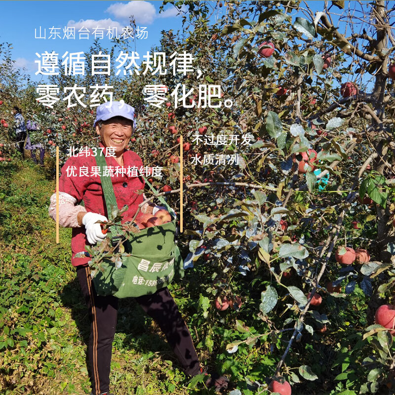 Organic Venus Red Fuji seasonal fruit fresh farm straight hair unwaxed Spring Festival gifts organic Venus apple 60-70mm (about 3 pounds of baby fruit)