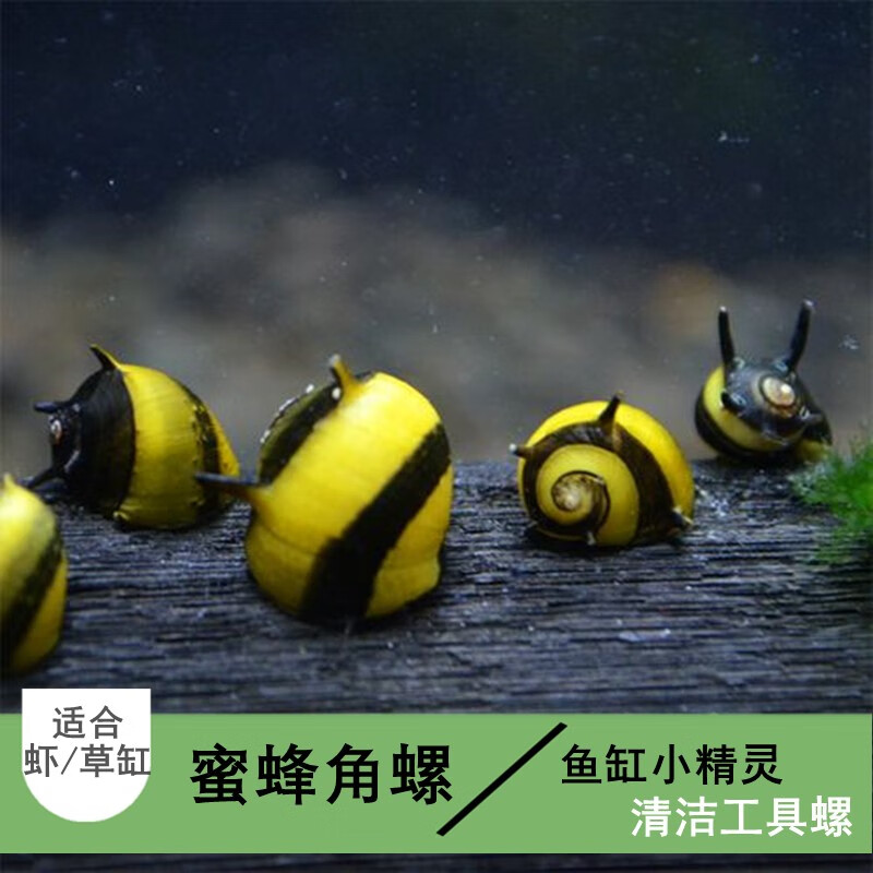 AIPHAROW bee horned snail aquatic plant tank powerful algae removal ornamental algae scraper horned snail activated bottom bed pet fresh water tool snail live killer snail 3 pieces