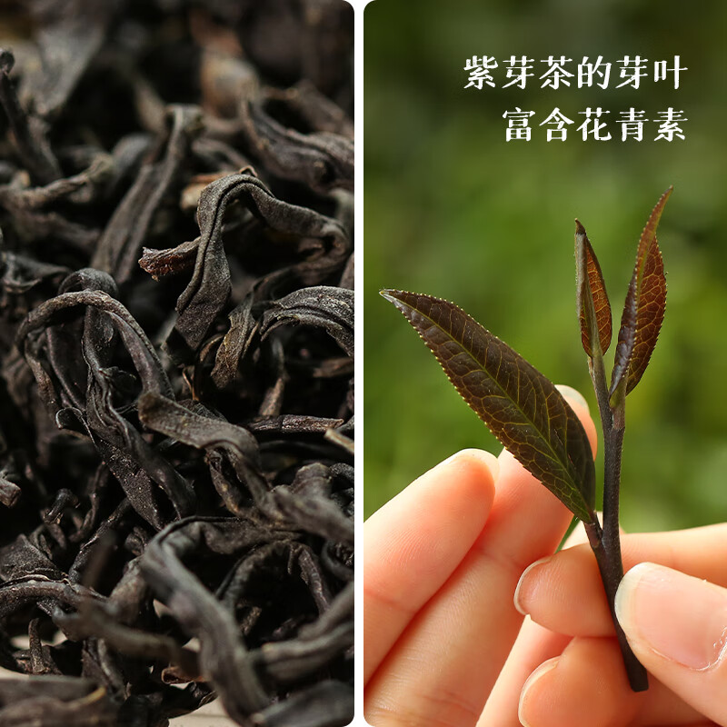 Little Senior Sister Reviews Tea 2023 Purple Smoke Liubao Tea Purple Bud Spring Tea Wuzhou Black Tea Guiqing Guangxi Black Tea 42g (3.5g*12)