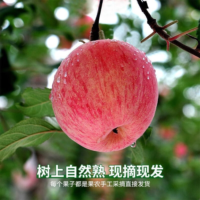 Jixian apples, bursting with sweetness, 2025 authentic Jixian apples, crispy, sweet and juicy Hukou apples, fresh fruit whole box shipped directly from the origin, 8.5 catties, 85mm large fruit, about 18 pieces, Jixian Hukou apples in season