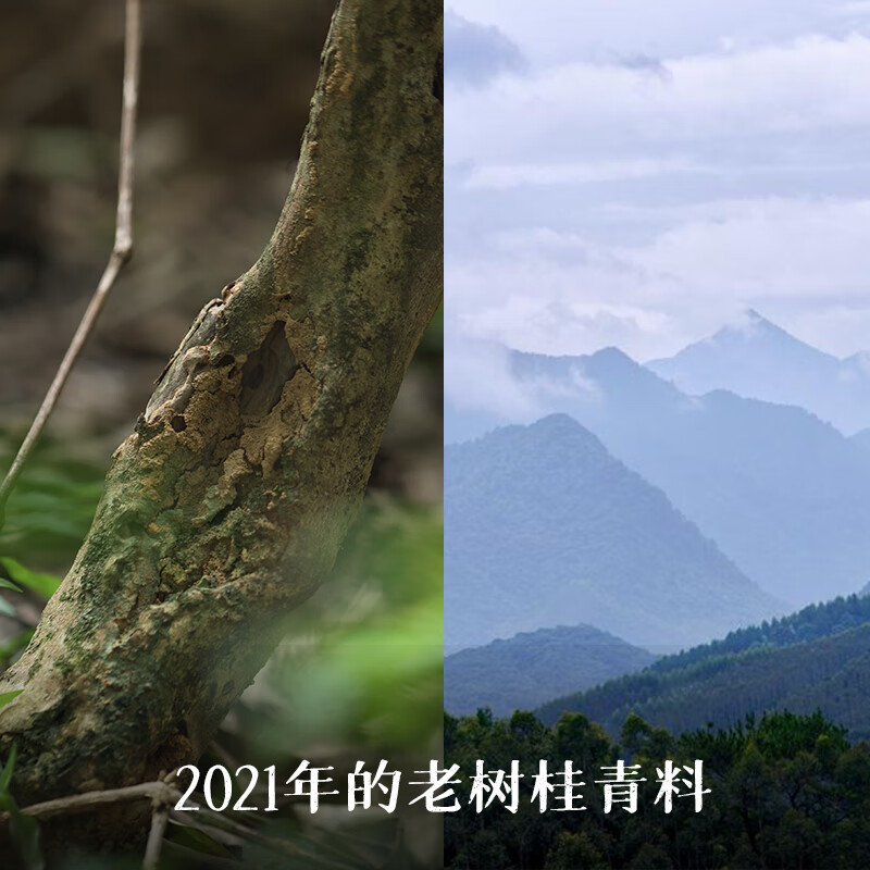 Little Senior Sister Reviews Camellia Zizai 2021 Floral Liubao Tea Guangxi Specialty Black Tea Guiqing 520 5000g