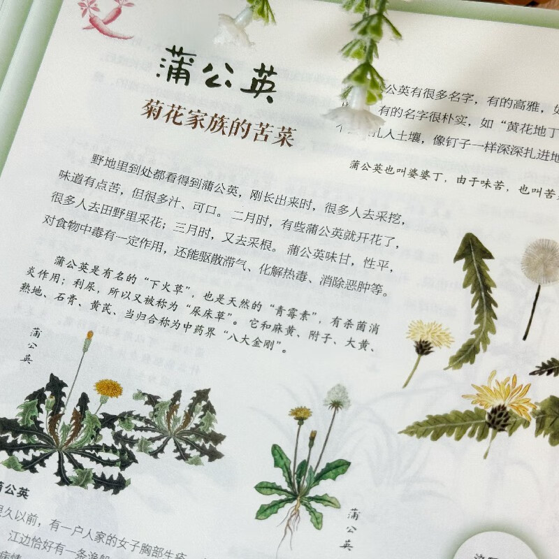 Youngsters read classics! Compendium of Materia Medica Winter Vacation Book List