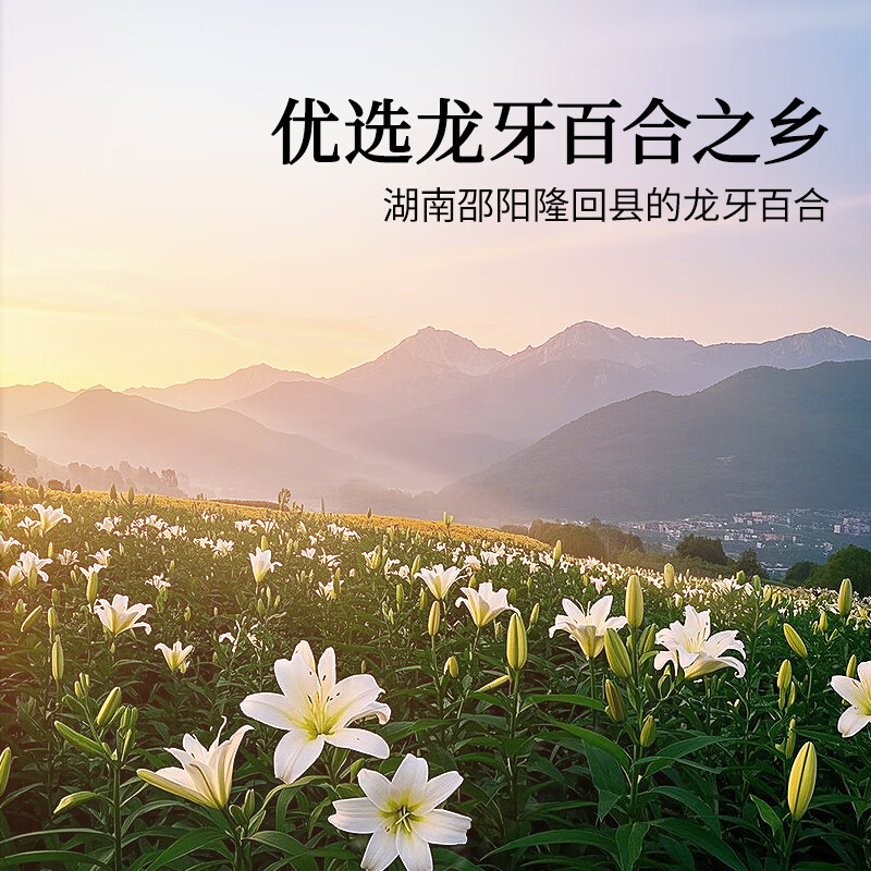 Tongrentang brand Beijing Tongrentang dried lily 200g dried dragon tooth lily soaked in water Poria cocos and four treasures tea ingredients are not Chinese herbal medicines