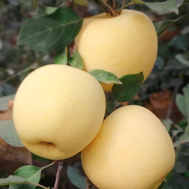 Beijing Fresh Shandong Cream Fuji Apple, net weight 8 pounds, single fruit 80-85mm, fresh fruit, direct shipping from the source, free shipping