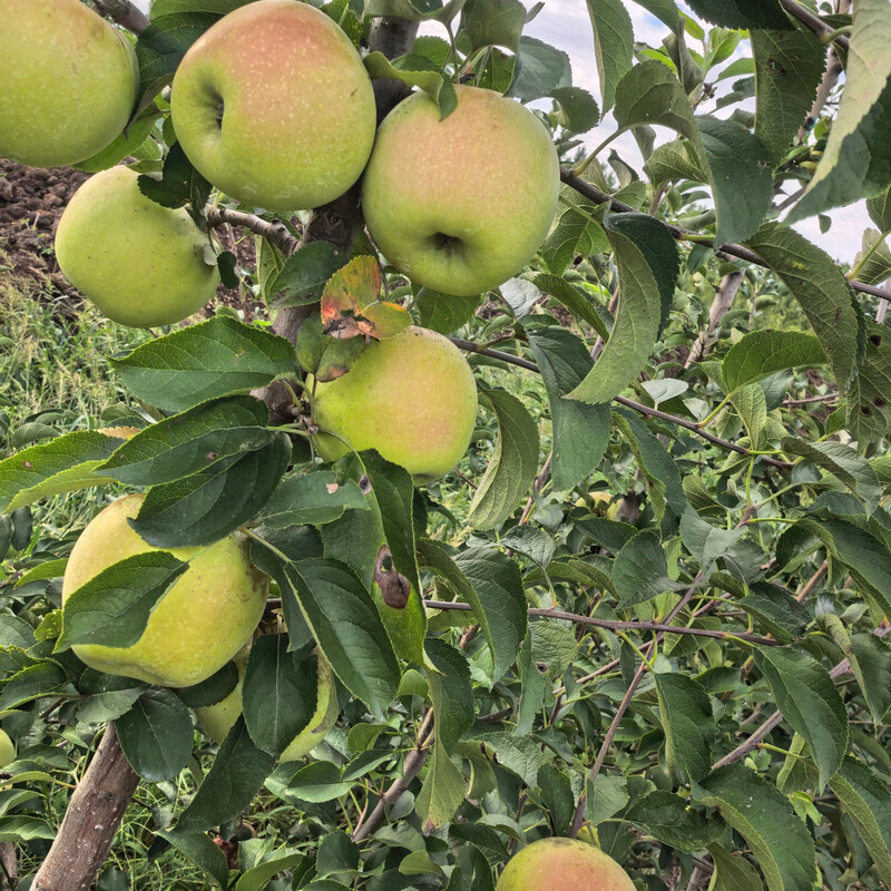 Jingdida Shandong Aomori Peach Apple Gift Box Net Weight 6.5 Jin Single Fruit 200g + Direct Shipping from Source