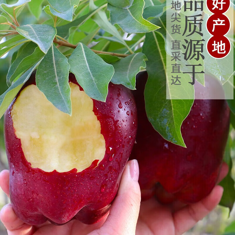 Gansu Tianshui Huaniu Apple Whole Box Seasonal Fresh Red Snake Fruit Powder Noodles Baby Food Complementary Fresh A6 Box 2 catties Fruit Diameter 75mm or More