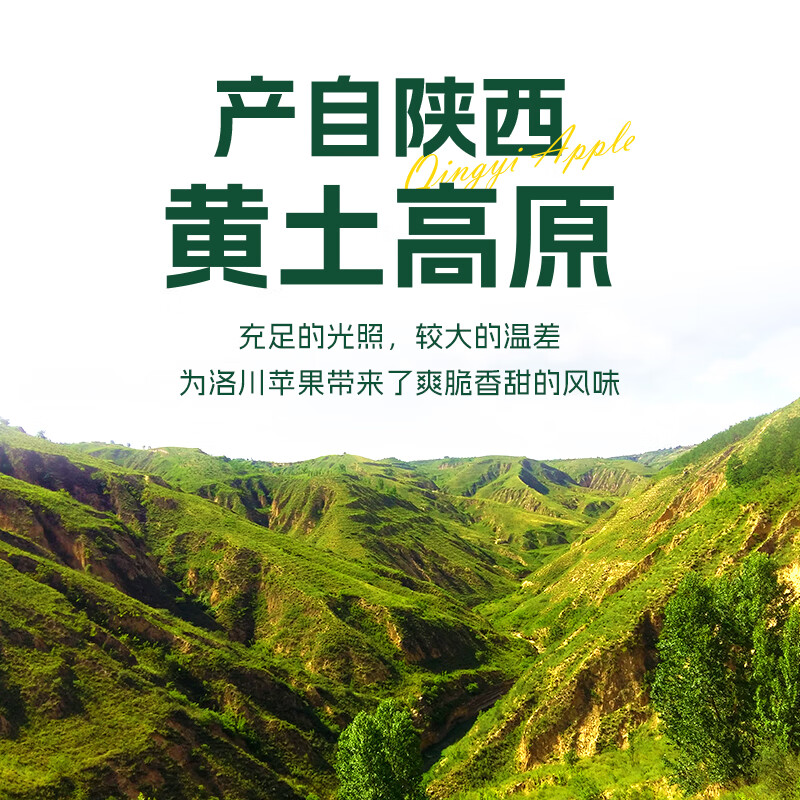 Qingyi Shaanxi specialty Luochuan Red Fuji seasonal apple fresh fruit gift box free shipping direct from the source 11 catties large fruit 210g+