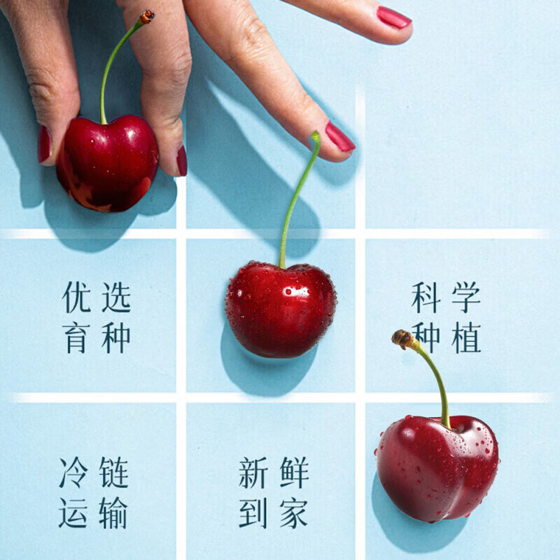 Longqiancai imported large cherries from Chile, 4J grade 5kg, optional, next-day delivery to multiple places, fresh fruit gift box, original box 2.5kg, JJ grade large fruit, diameter 28-30mm