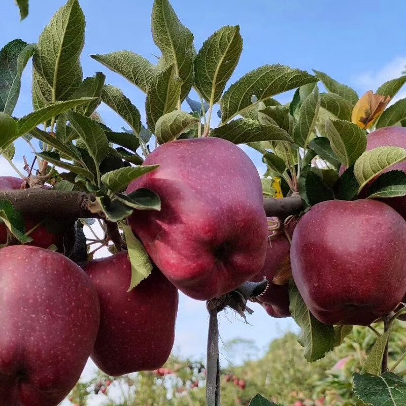 Jingxiansheng Tianshui Huaniu Apple 2kg, single fruit 170g+, fresh fruit straight from the source