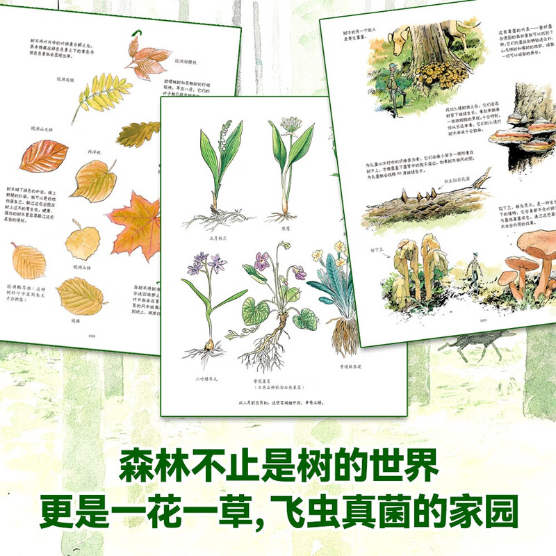 The Secret Life of Trees (The book comes with observation notes, taking you into the magical world of tree language! This book uses childlike language and exquisite illustrations to reveal the mysteries of trees for children and cultivate their love for nature and their spirit of exploration) A must-read popular science book for children