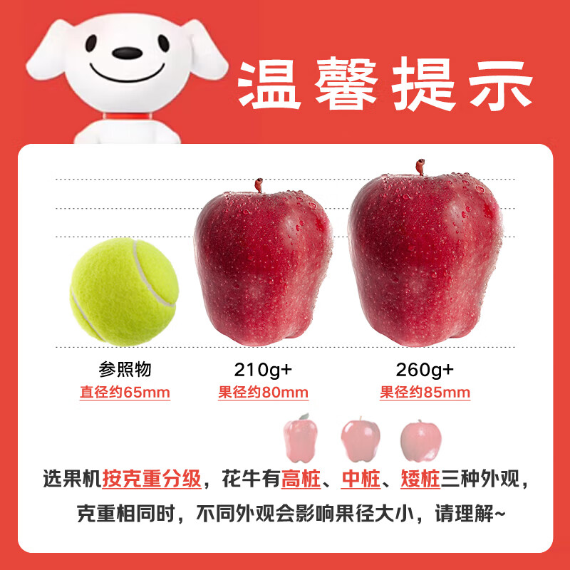 Jingxiansheng Tianshui Huaniu Apple 2kg, single fruit 170g+, fresh fruit straight from the source