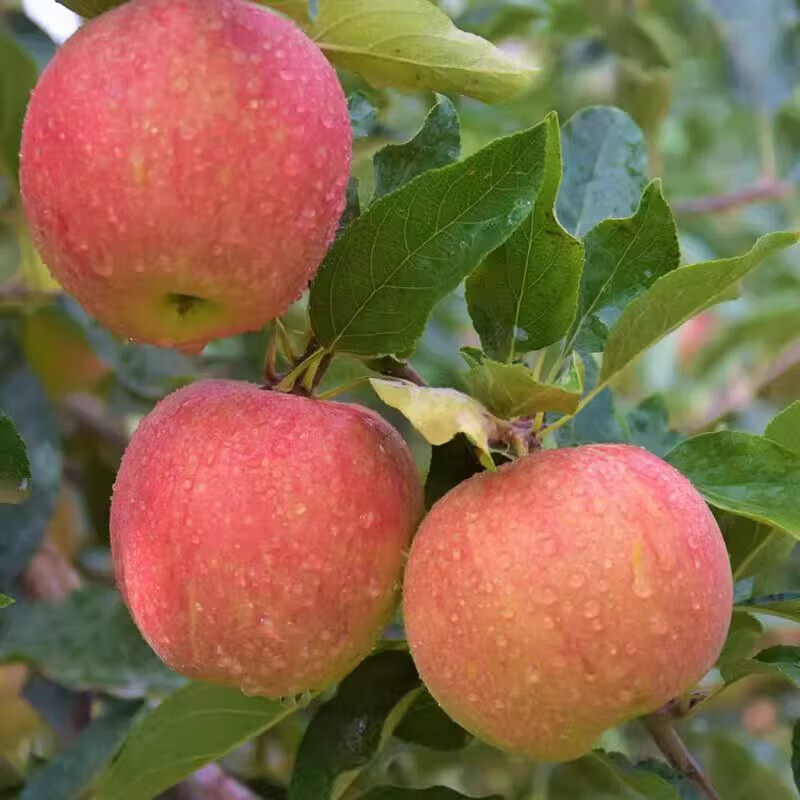 Authentic Red Fuji rock candy heart apple, crisp and juicy, seasonal red Fuji apple, fresh apple, multi-warehouse delivery, whole box 10 catties, 80-85mm