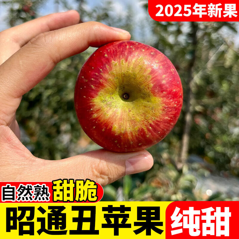 2025 Authentic Yunnan Zhaotong Rock Candy Apple Fresh Fruit Apple Seasonal Crisp Sweet Fruit Origin Straight Hair 1 catties Small Fruit (60-70mm)