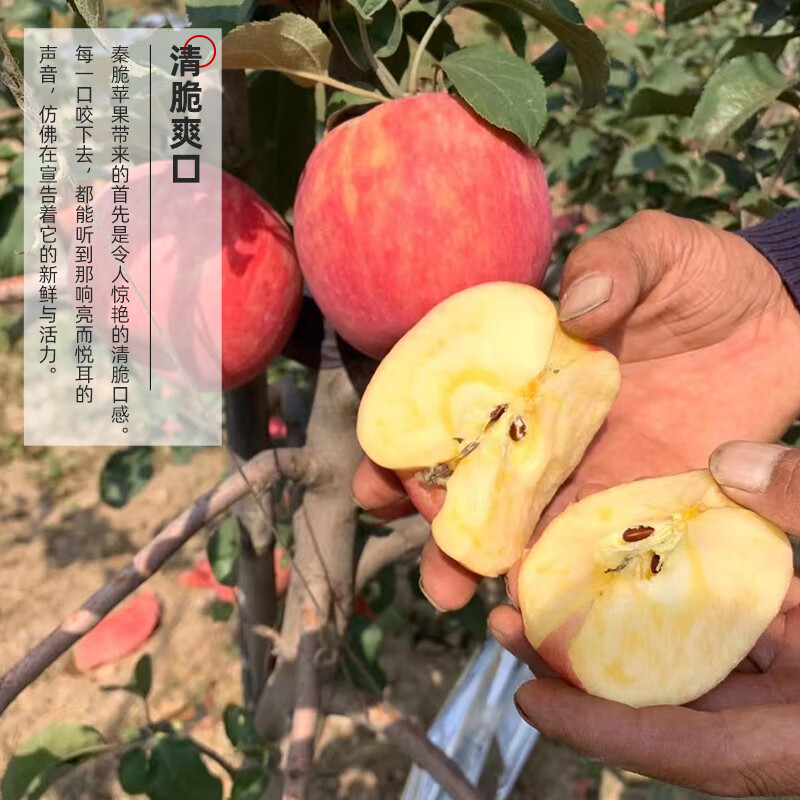 Jiaogui Shaanxi Baishui Ruixue Apple SF - Door-to-Door Delivery Fuji Apple Fruit Gift Box 24 Pieces 80mm Selected Fruit (Variety Fuji) SF Direct Shipping from Origin