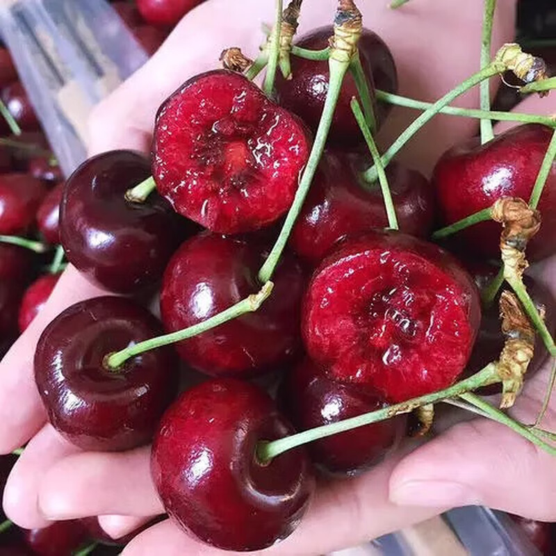 Chilean cherry crispy sweet imported fruit gift box for pregnant women 250g (net weight) 4J artificially selected 32-34mm super sweet