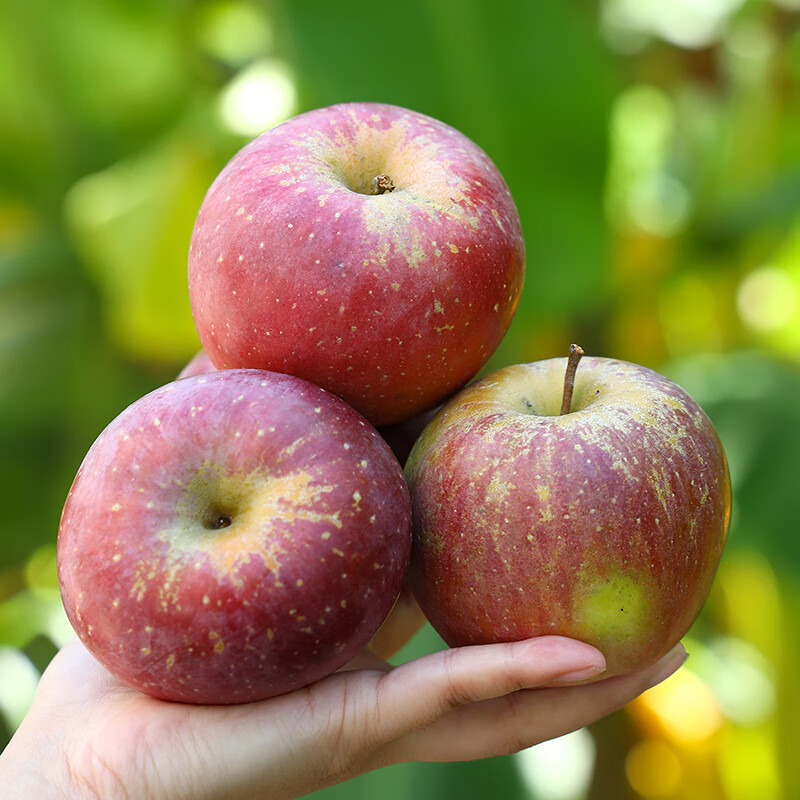 Jingxiansheng Shanxi Plateau Red Fuji Apple 4.5kg, single fruit 90mm+, crispy and sweet mountain ugly apple, straight from the source