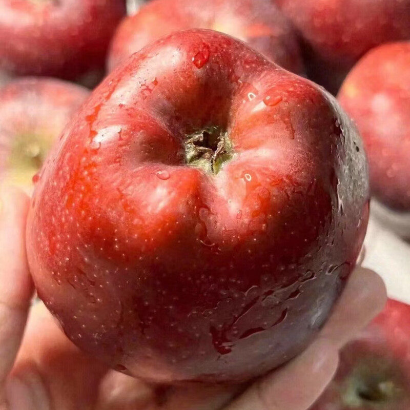 Fresh Huaniu Apple, produced in Tianshui, Gansu Province at a high altitude, for hair straightening. Sufficient moisture, suitable for all ages, healthy and fragrant. Nine-pound package, 85mm (inclusive)-90mm (inclusive)