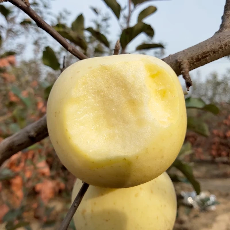 Beijing Fresh Shandong Cream Fuji Apple, net weight 8 pounds, single fruit 80-85mm, fresh fruit, direct shipping from the source, free shipping