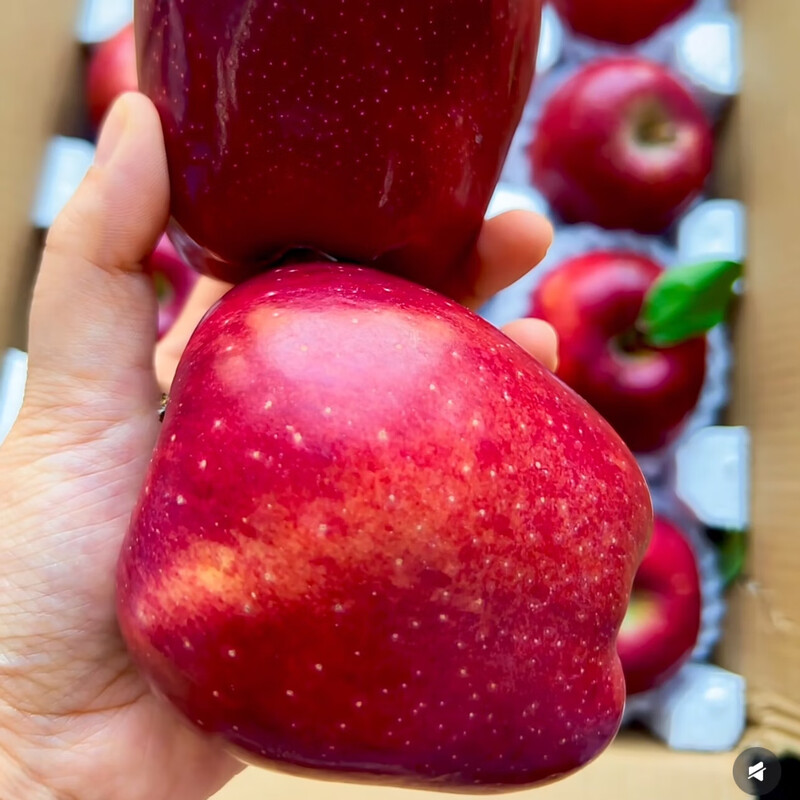 Fresh Huaniu Apple, produced in Tianshui, Gansu Province at a high altitude, for hair straightening. Sufficient moisture, suitable for all ages, healthy and fragrant. Nine-pound package, 85mm (inclusive)-90mm (inclusive)