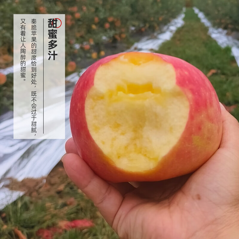 Jiaogui Shaanxi Baishui Ruixue Apple SF - Door-to-Door Delivery Fuji Apple Fruit Gift Box 24 Pieces 80mm Selected Fruit (Variety Fuji) SF Direct Shipping from Origin