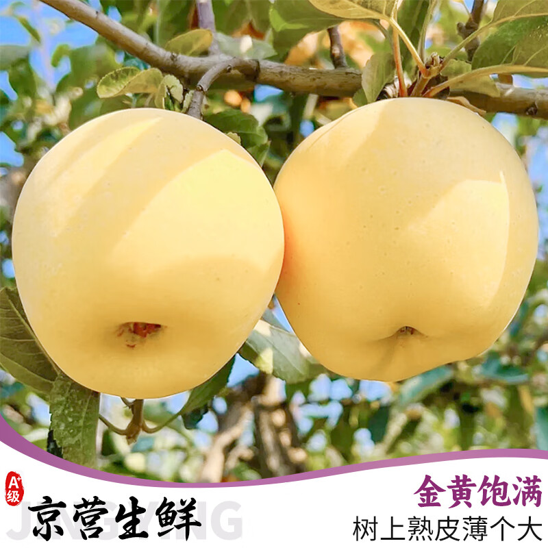 Uncle Sam Venus Apples, next-day delivery to multiple places, golden apples, crispy and sweet, fresh new year gift box, fruit gift box, sweetness upgrade, 7A special fruit | single fruit 70-75mm, 5kg package, 80% selection - great value recommendation, 4kg net*