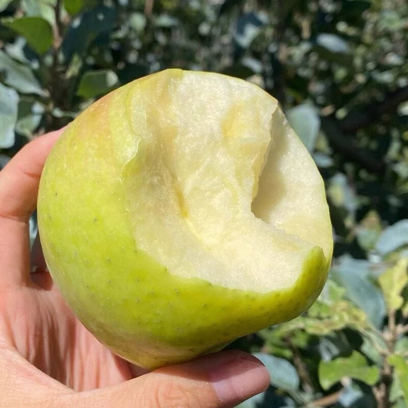 Jingmi Wanglin Apple, net weight 6.5kg, single fruit starting from 80mm, gift box, New Year’s fruit gift box, shipped directly from the source