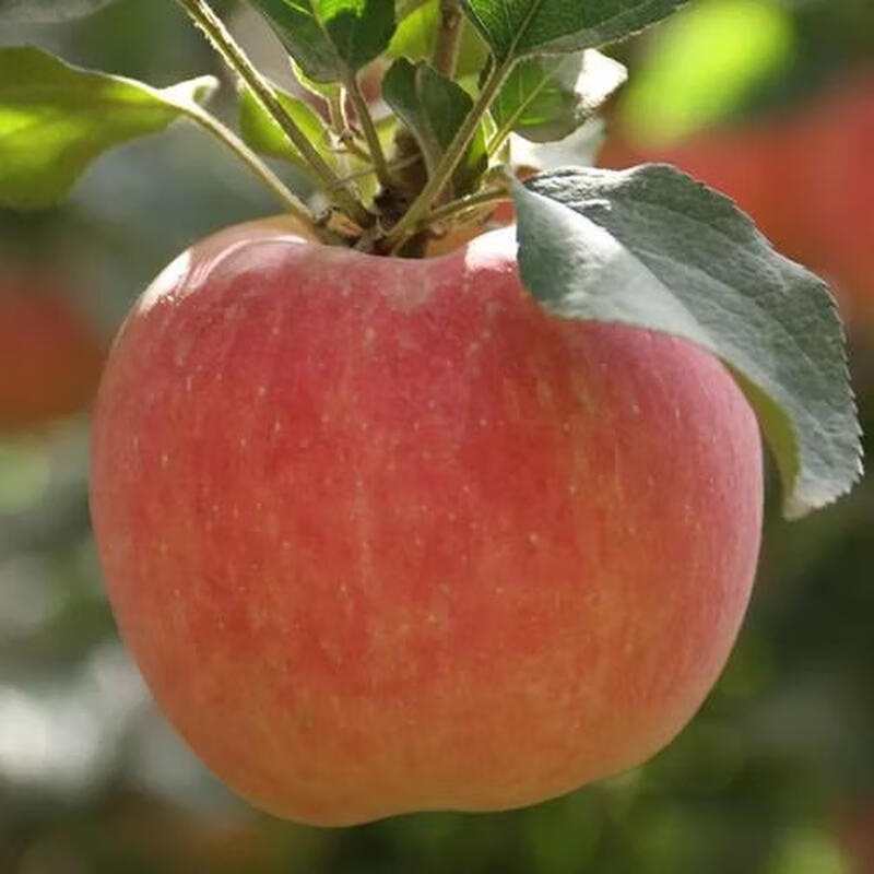 Jingdida Xinjiang Rock Sugar Heart Aksu Apple, net weight 9 pounds, large fruit, fruit diameter 80-85mm, free shipping directly from the source