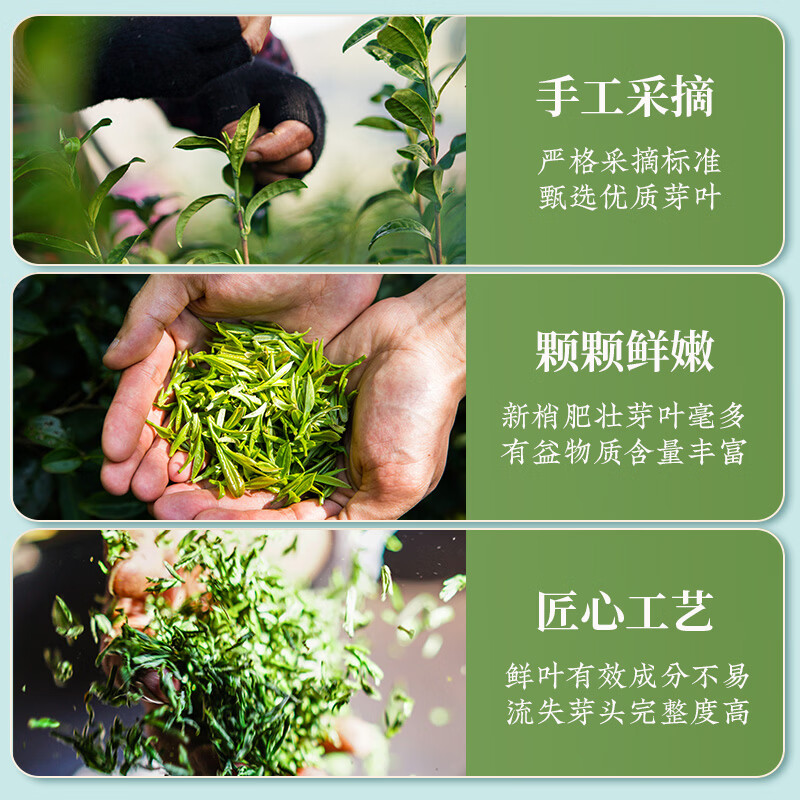 Zhiding Green Tea Special Grade Maojian Tea 2025 New Tea Xinyang Origin Mingqian Young Bud Ration Tea Self-Drink 500g