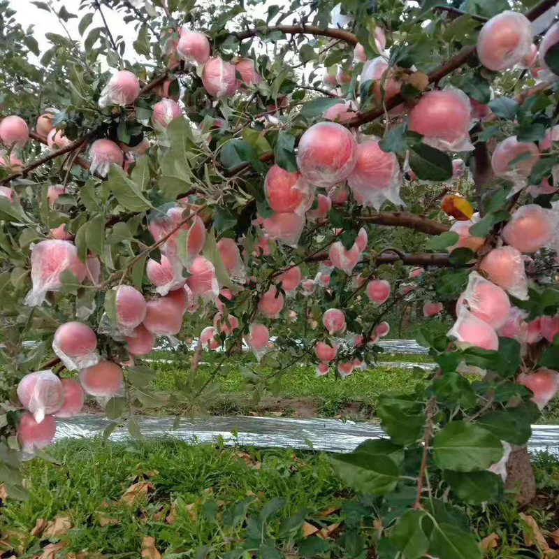 Jingmi Xinjiang Aksu Rock Candy Heart Apple selects 8 pounds of king fruit, fruit diameter 85mm+, direct shipping from the source of the fruit, free shipping