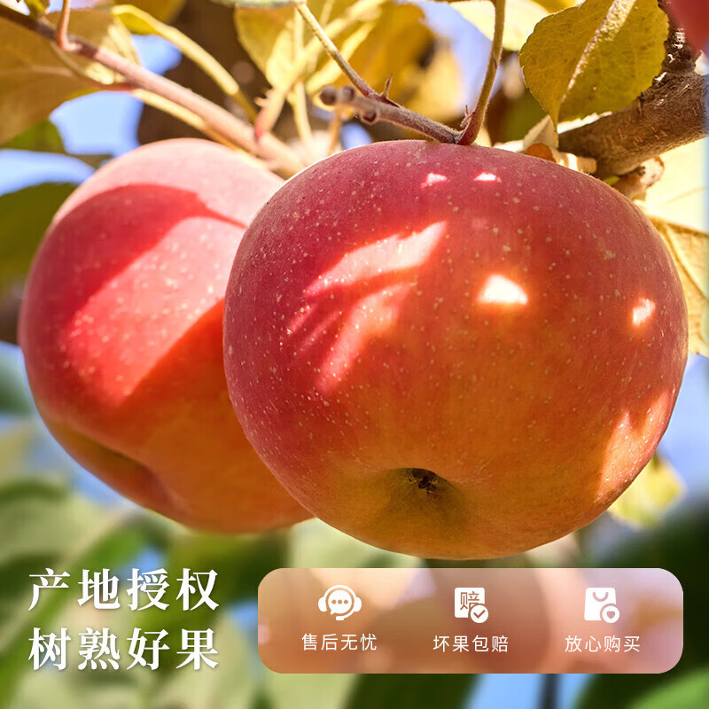 Jingdida Xinjiang Aksu Rock Candy Heart Apple Fruit Gift Box 12 pieces net weight 8 pounds single fruit 250g + free shipping directly from the source