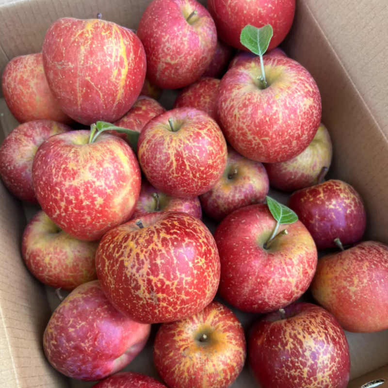 25-year new fruit shipped from Zhaotong, Yunnan, late-ripening red Fuji apple fruit, fresh ugly apple rock candy heart in season, 80-85mm large fruit, 5kg net weight