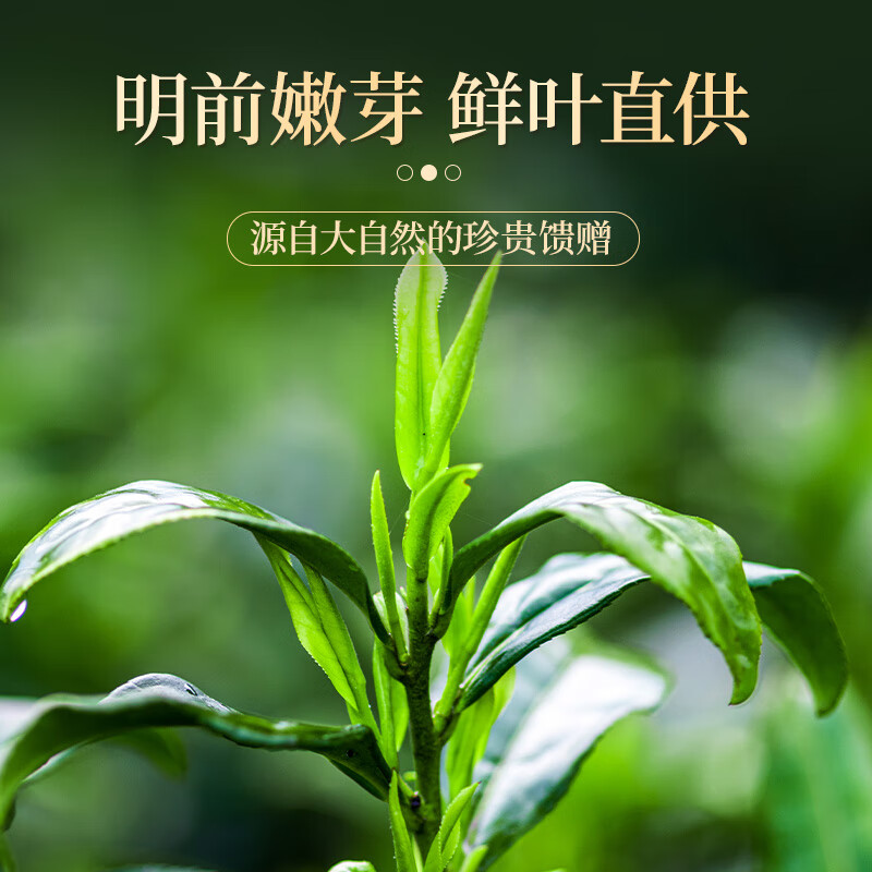 Yangchun West Lake Yinghong No. 9 black tea, authentic Guangdong Yingde black tea, self-drink ration tea, strong fragrance and durable tea 250g